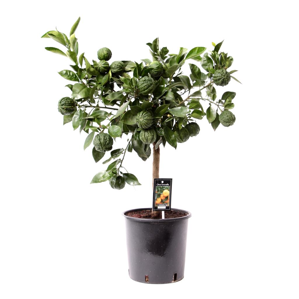 Picture of Citrus Canaliculata P22(5-Liter) 85/CM
