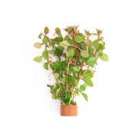 Ludwigia palustris red BUNDEL 5cm Tray 10 × 60 £ 1.25 (Tray) £ 1.23 Shelf £ 1.22 Trolley Tray £ 1.25 × 10 (0.3%)