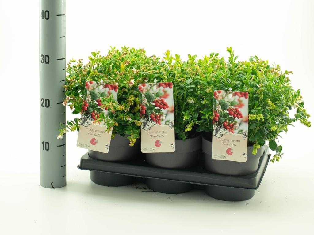 Picture of Vaccinium vitis-idaea Fireballs P15