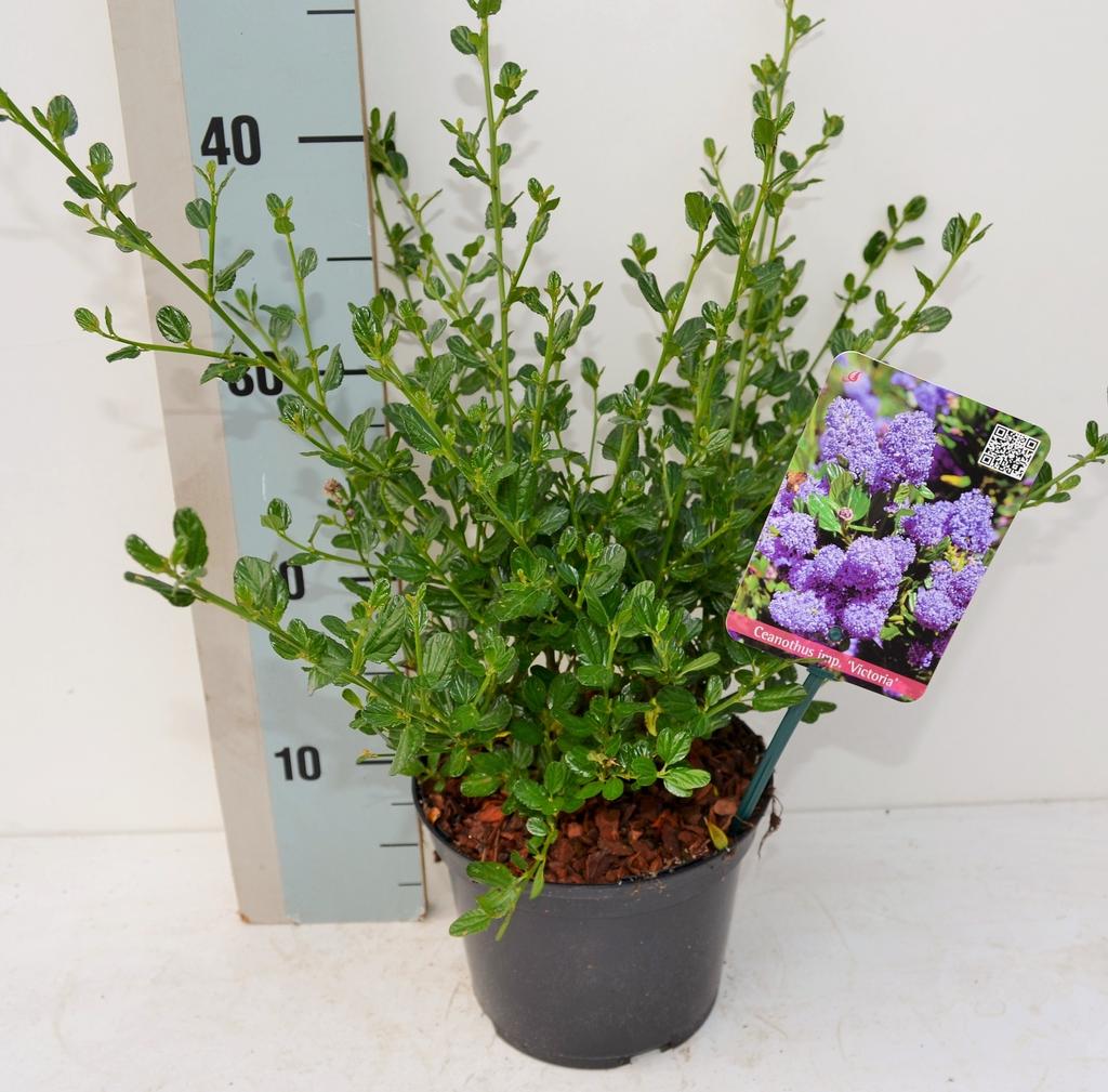 Picture of Ceanothus impressus Victoria P17 (2 Ltr)