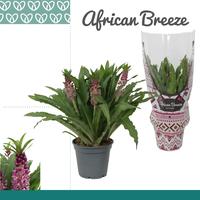 Eucomis Leia