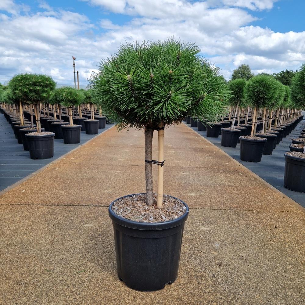 Picture of Pinus nigra Brepo C18 30/STD