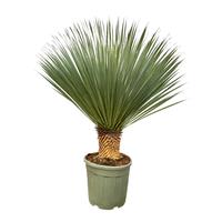 Yucca Rostrata (005)