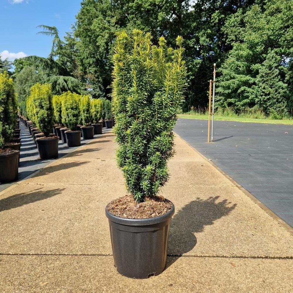 Image de Taxus baccata Fast. David C18 70/80