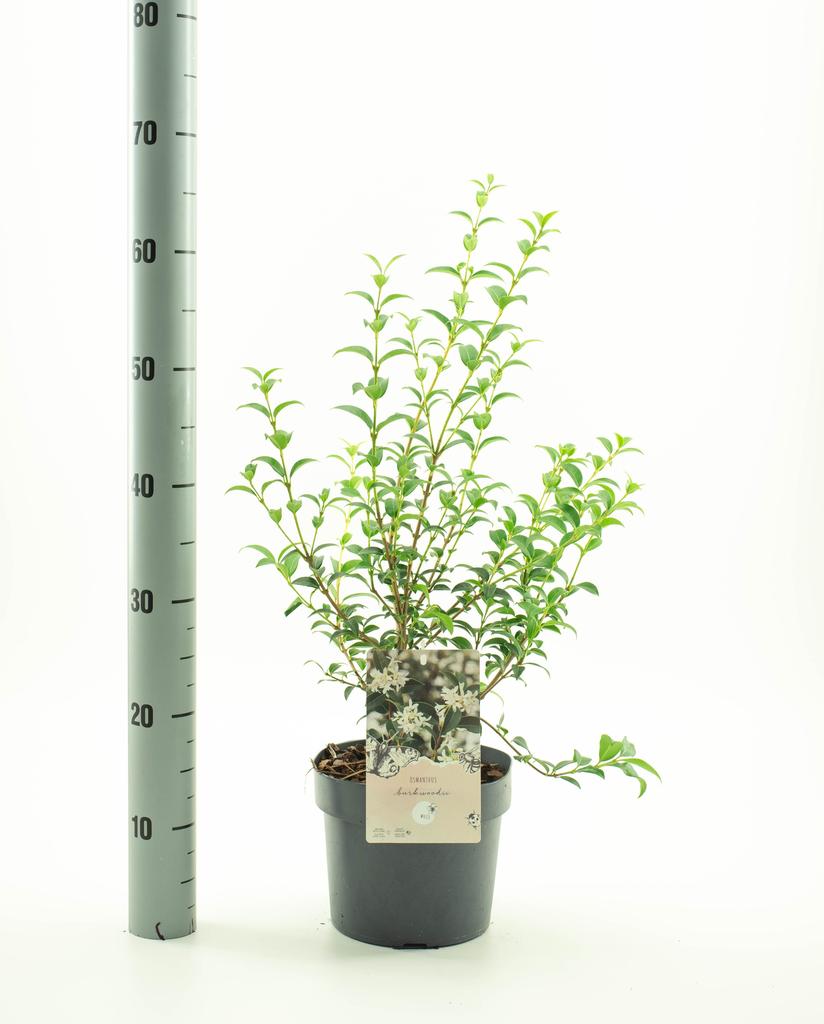 Picture of Osmanthus x burkwoodii P19 (3 Ltr)