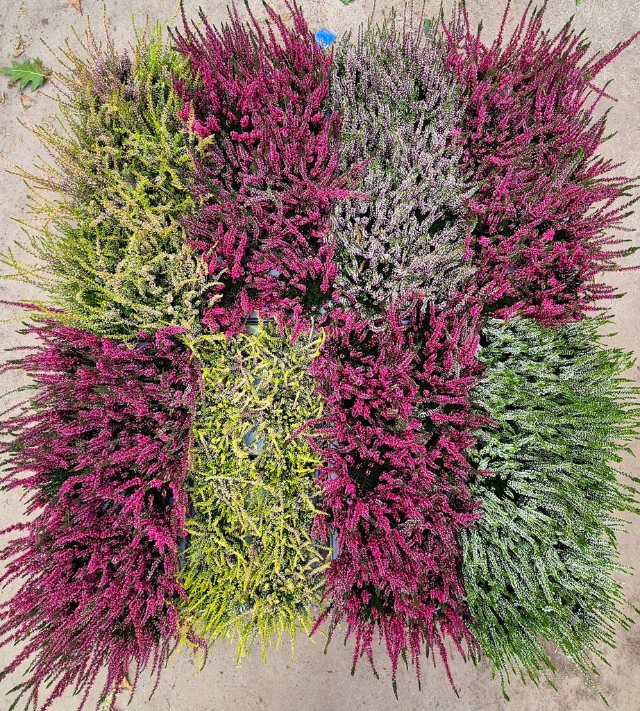 Afbeeldingen van Calluna Nova mix 5 colours monos P10.5 15CM