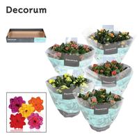 Kalanchoe - Mix