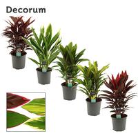 Cordyline in varieties