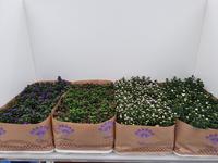 Aster Showmakers in varieties 3-4 colours per shelf