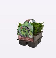 Euonymus jap Green Spire 4-PACK - Piece × 21 - £ 5.38 Shelf £ 5.27 Trolley