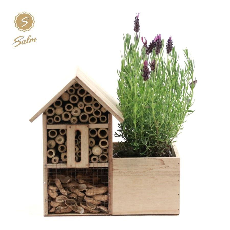 Picture of Lavandula st. Anouk Collection in insect hotel INSECT HOTEL