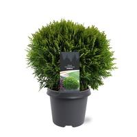 Thuja occ. Danica