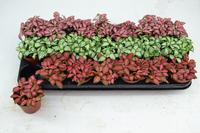 Fittonia small leafs in varieties