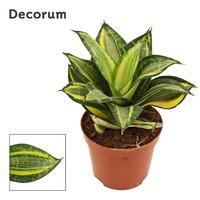 Sansevieria hahnii Jade multicolor