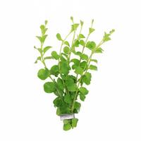 Lysimachia nummularia BUNDEL 5cm Tray 10 × 60 £ 1.20 (Tray) £ 1.18 Shelf £ 1.18 Trolley Tray £ 1.20 × 10 (0.3%)