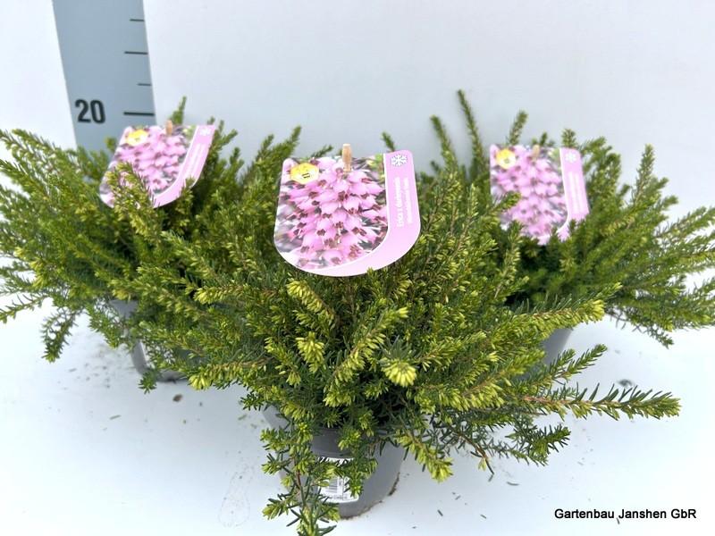 Picture of Erica x darleyensis DARLEY DALE + label P11 18cm