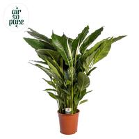 Spathiphyllum Sweet Sebastiano ASP