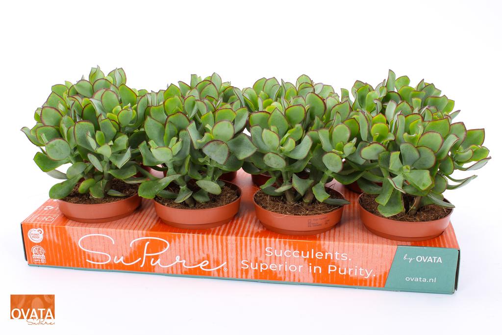 Image de Crassula petit wave P12 20CM