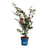 Acer pse. North Wind
