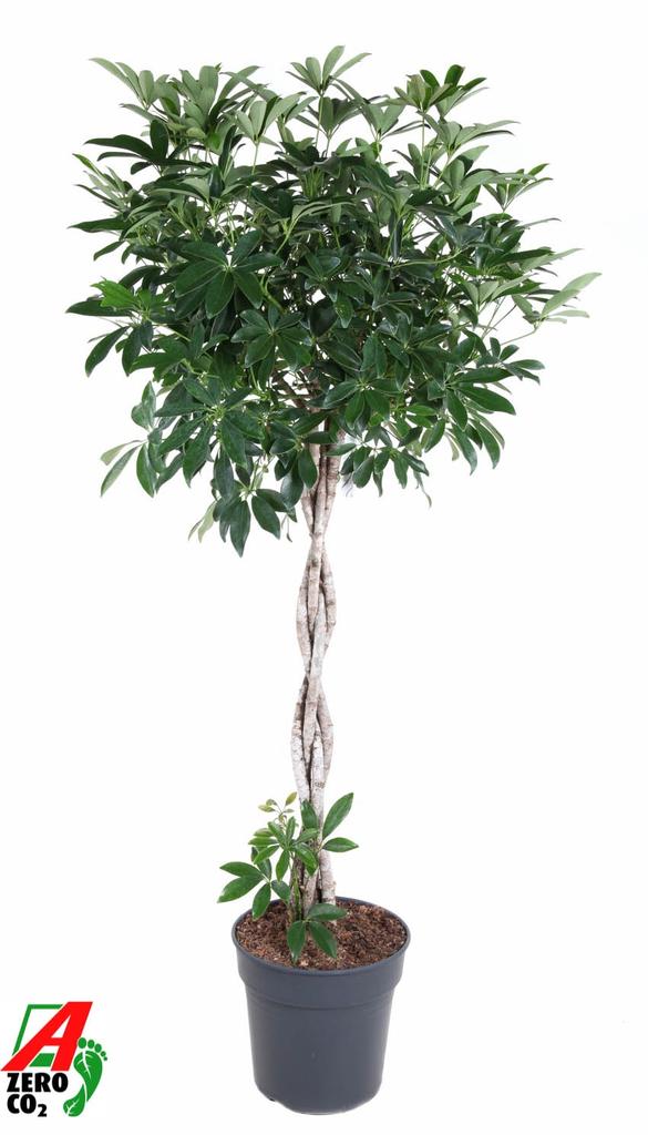 Picture of Schefflera Compacta braided stem P31 150-175CM
