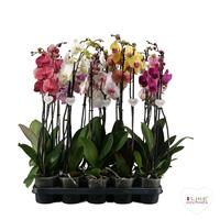 Phalaenopsis hybrid in varieties