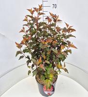 Physocarpus opu. Diable d'Or