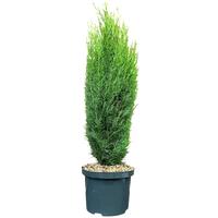 Cupressus semp. Totem