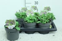 Salvia nem. Ostfriesland