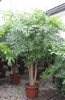 Heteropanax chinensis