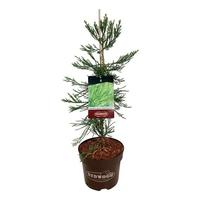 Sequoiadendron g. H. Mammoth Two