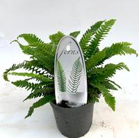 Blechnum spicant