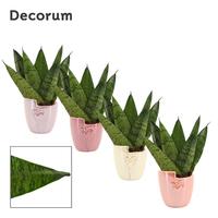 Sansevieria Zeylanica Fan in Joa (Special moods-collection)