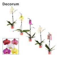 Phalaenopsis hybrid branched varieties