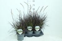 Pennisetum adv. Rubrum