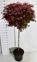 Acer pal. Shaina