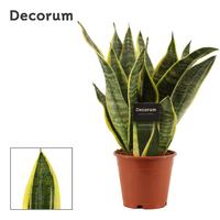 Sansevieria Superba