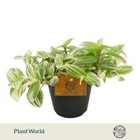 Tradescantia Brightness
