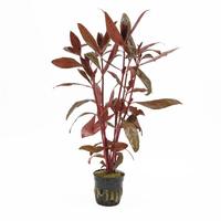 Alternanthera sessilis