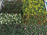 Chrysant Gardenmum in varieties on Shelf