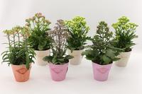 Kalanchoe Special Mix in potcover