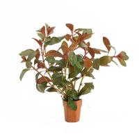 Ludwigia repens diamond red