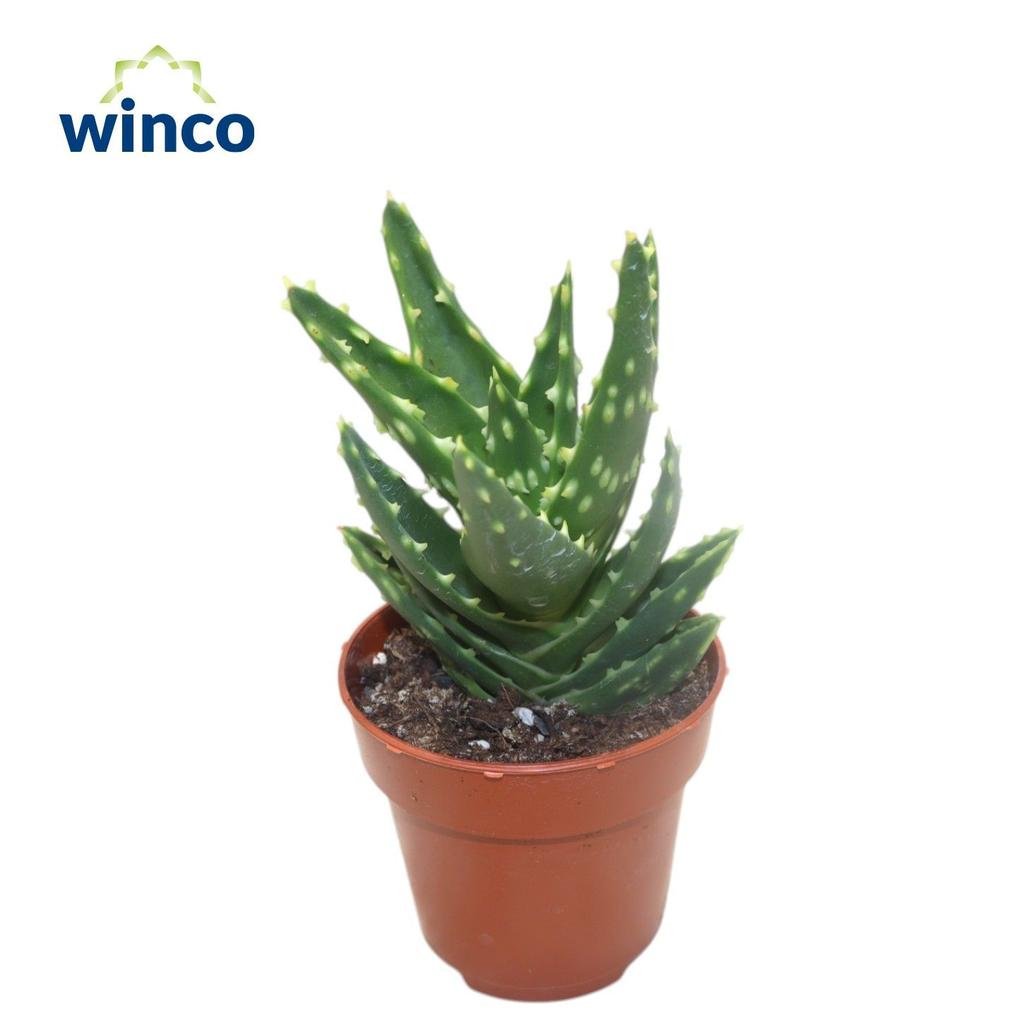 Picture of Aloe Mitriformis P8 15CM