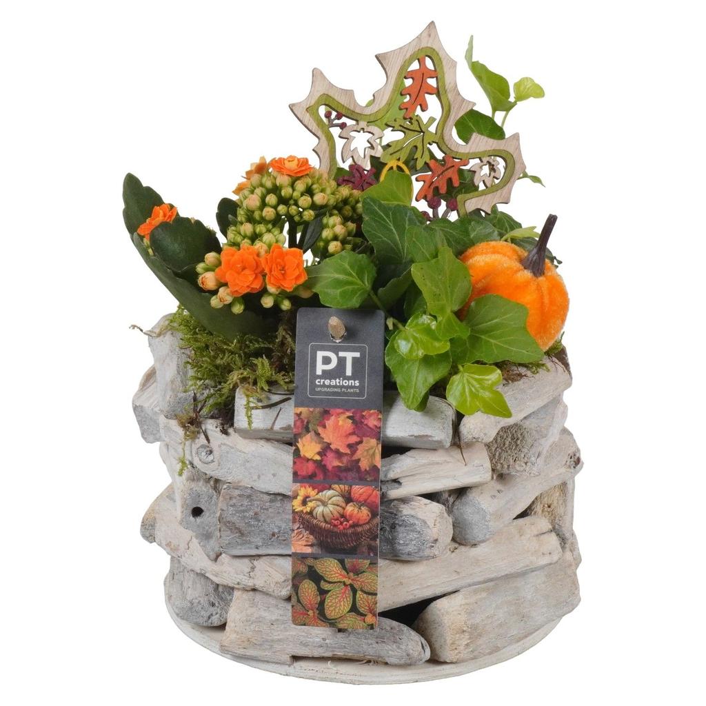 Picture of Arrangement Autumn Indoor in wooden pot PTHI7079 P16 22CM