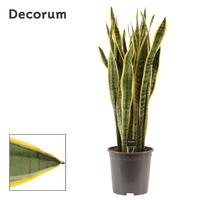 Sansevieria Laurentii