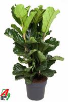 Ficus Lyrata 3PP