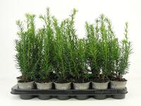 Taxus media Hicksii
