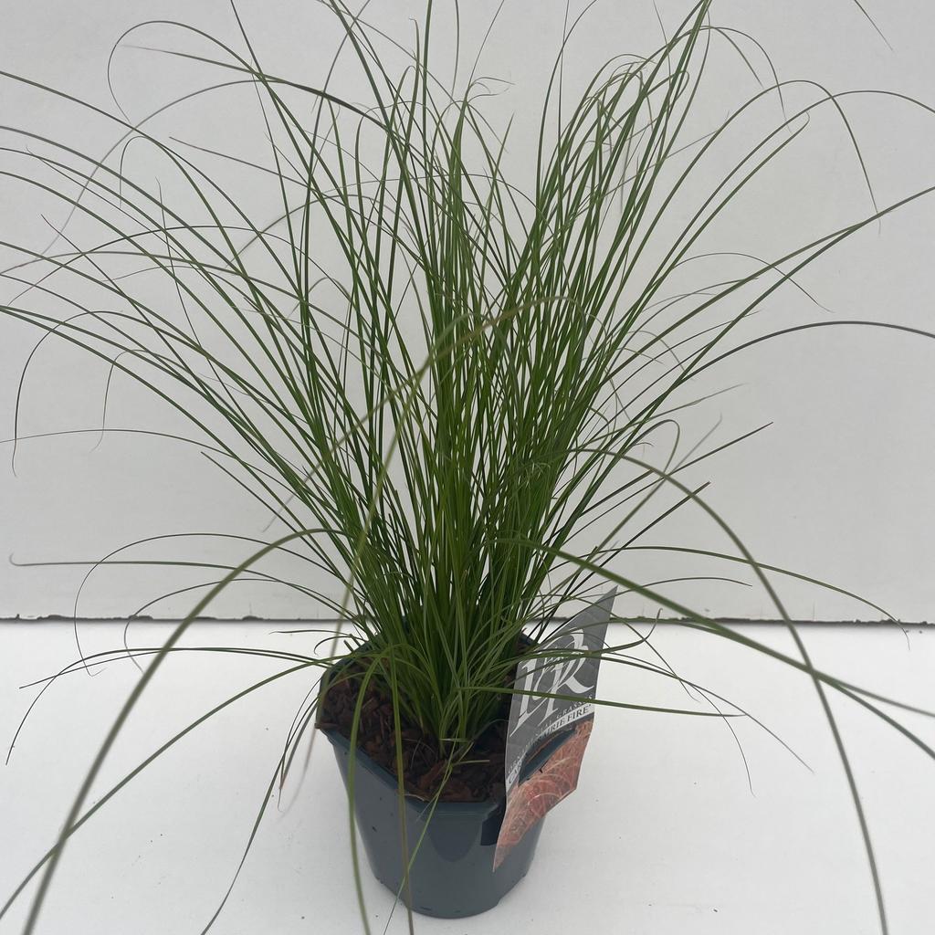 Obrázek Carex Prairy Fire P17 (2 Ltr) Square