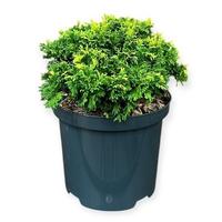 Chamaecyparis pis. Golden Pin Cushion