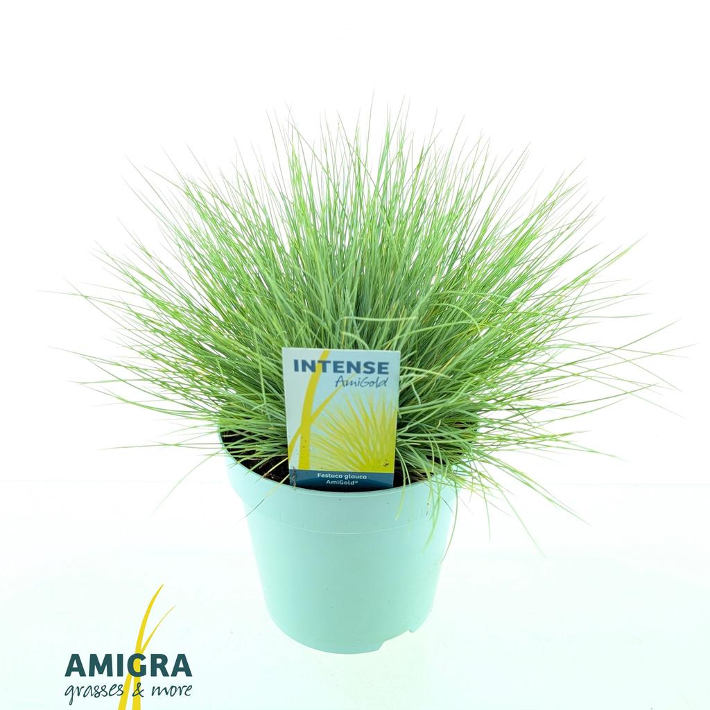 Picture of Festuca glauca AmiGold® P17 (2 Ltr)
