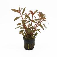 Alternanthera reineckii minima